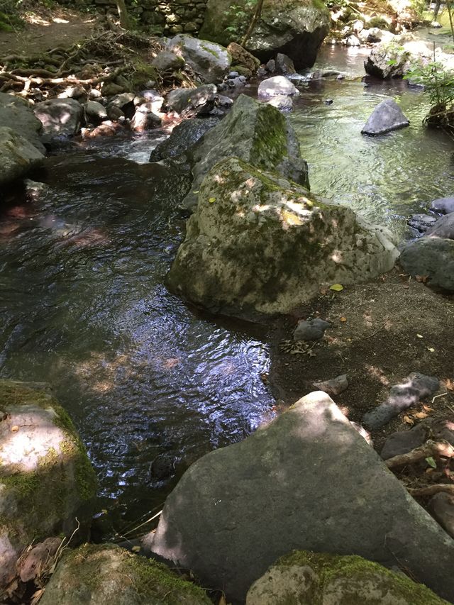 View of river in forest
