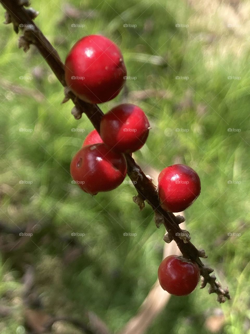 Paisagem com frutas silvestres vermelhas. Fundo verde em foco suave.