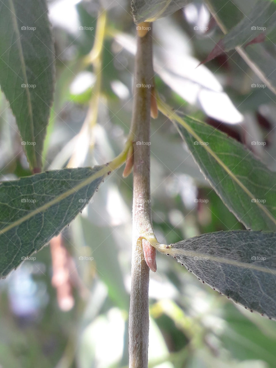 sallow fluff bud leaf bristle branch tree zoom life vein