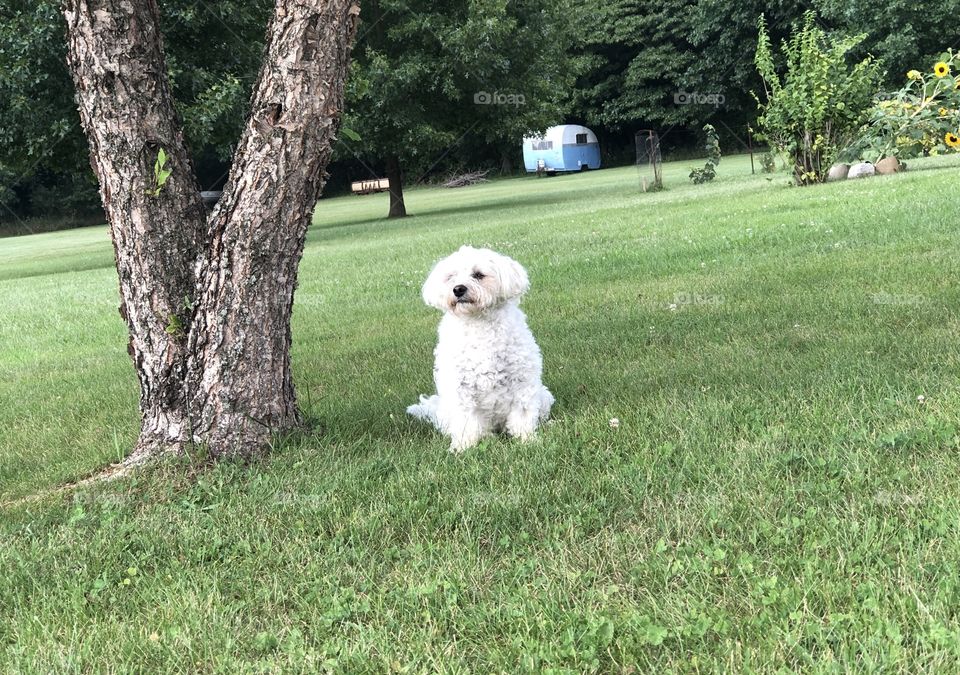 White bichon waiting patiently 