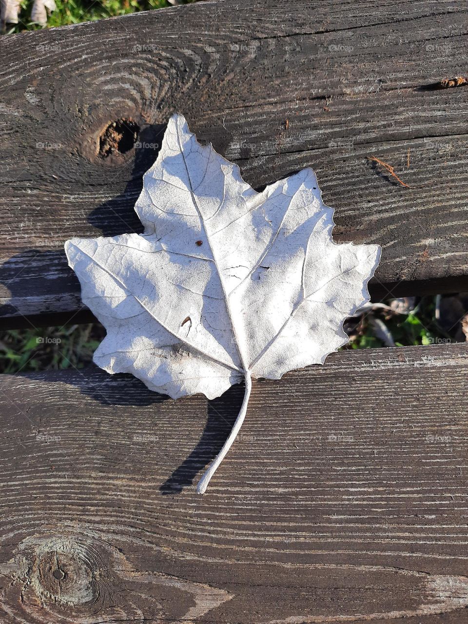 white reverse of a leaf on wooden bench