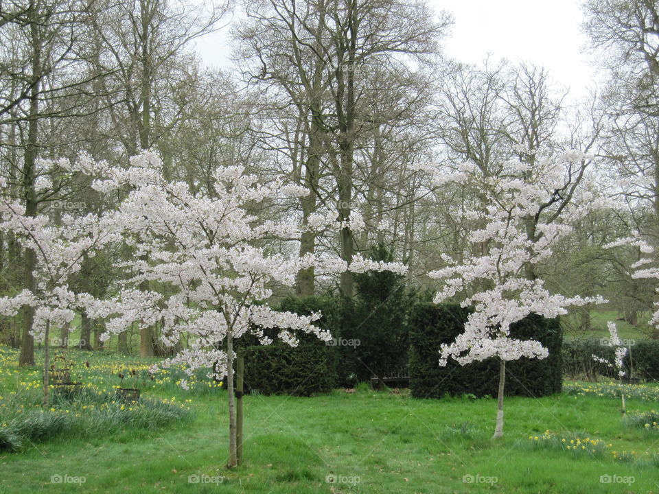 Tree, Season, Flower, Landscape, Park