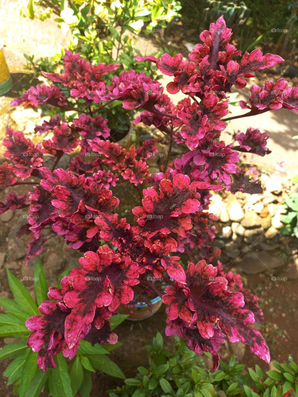 The miana plant is an ornamental plant with the physical characteristics of leaves that vary in color