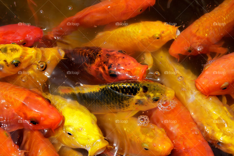 yellow red water fish by shotmaker