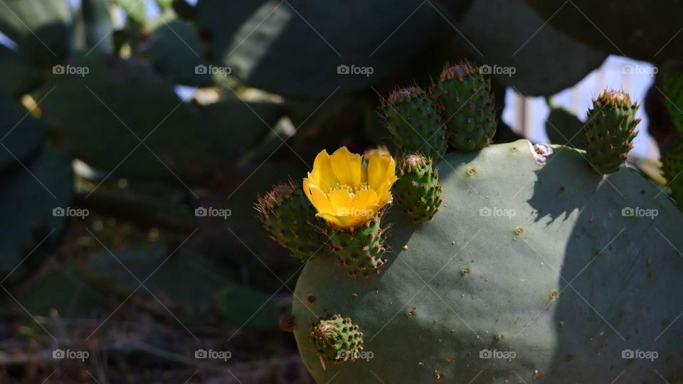 Yellow flower on a cactus