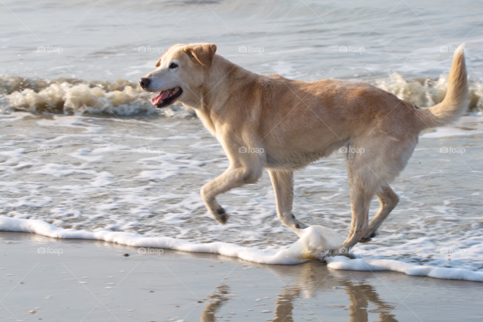 beach ocean play dog by KathOnEarth