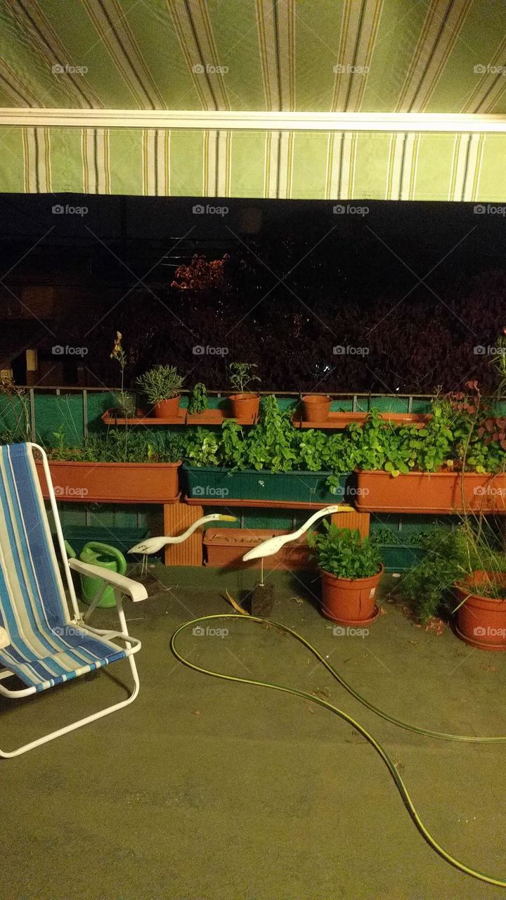 vegetable garden on terrace / huerta en la terraza