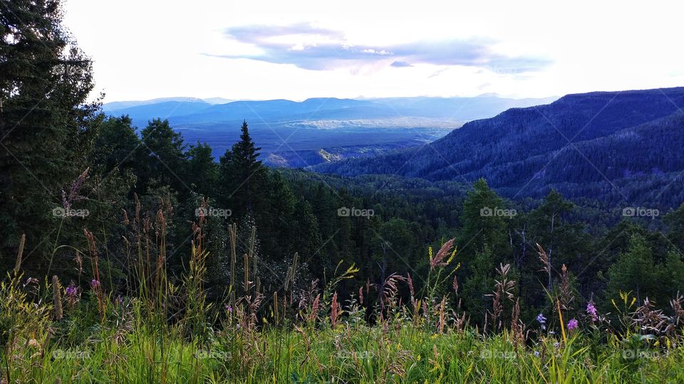 Spectacular day in the mountains of British Columbia. Wild flowers in bloom frame a beautiful view of the Canadian Rockies.