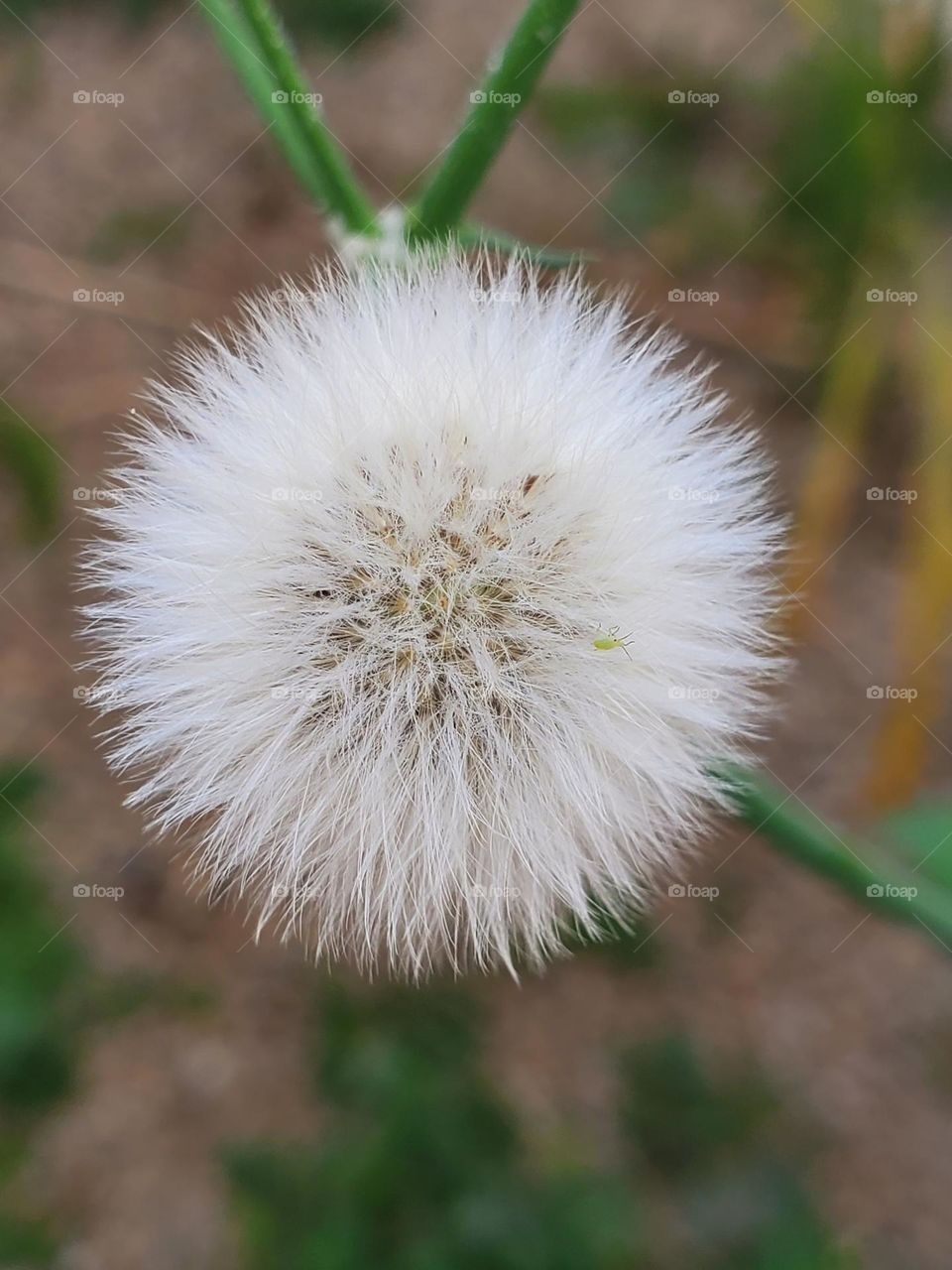 Dandelion Weed in Shade