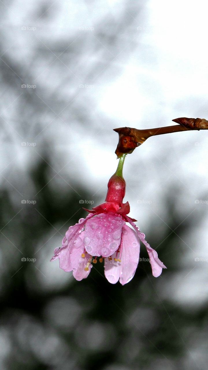 pink flower after the rain.