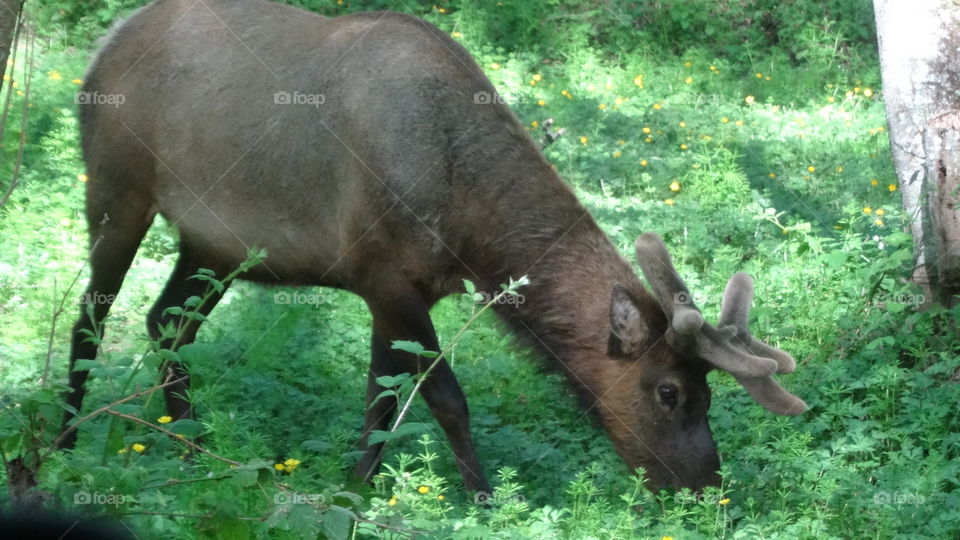 wild elk