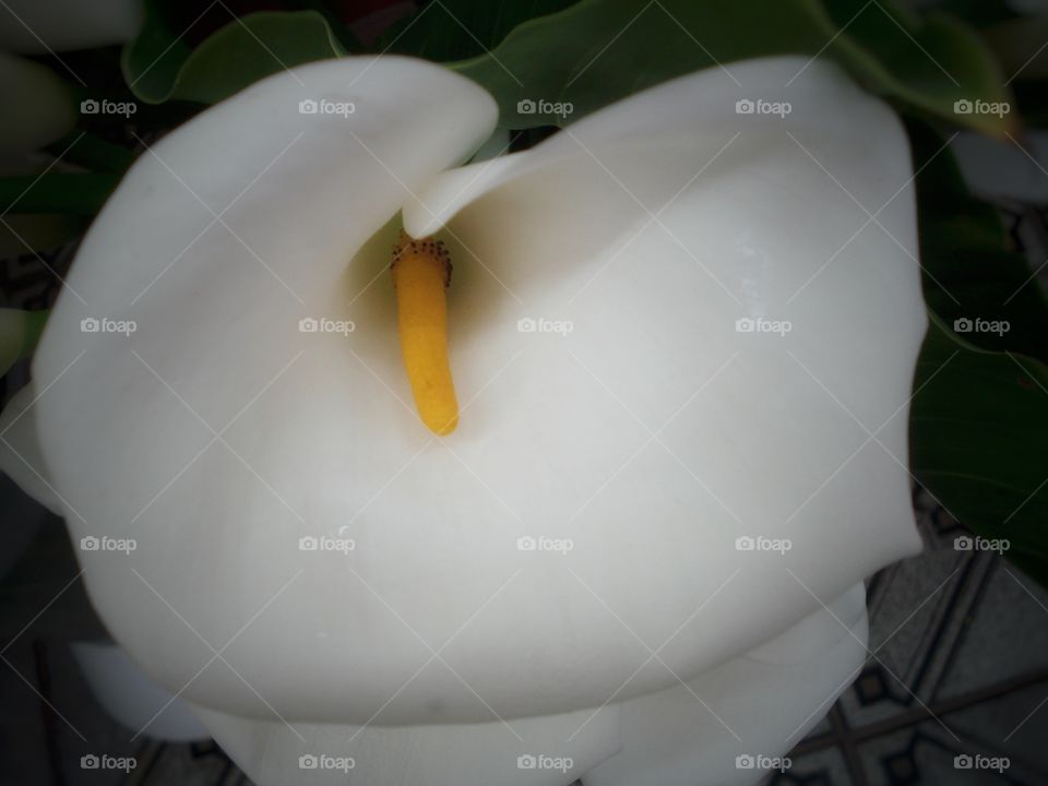 flor orquídea branca