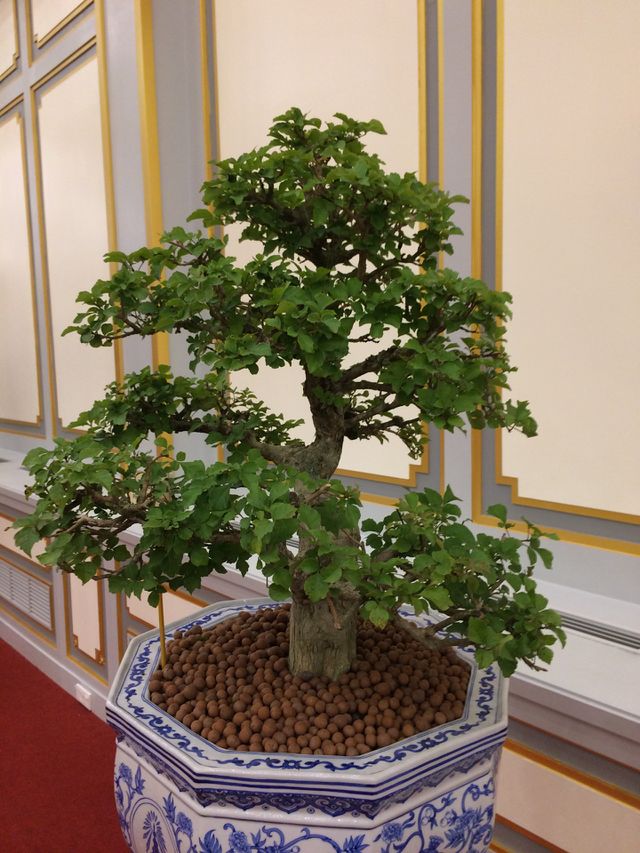 Bonsai Beautiful 