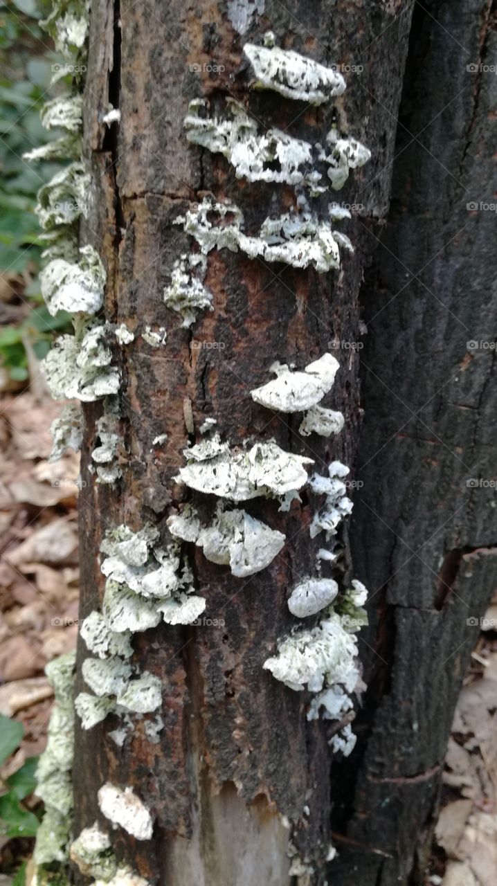 Mushroom tree