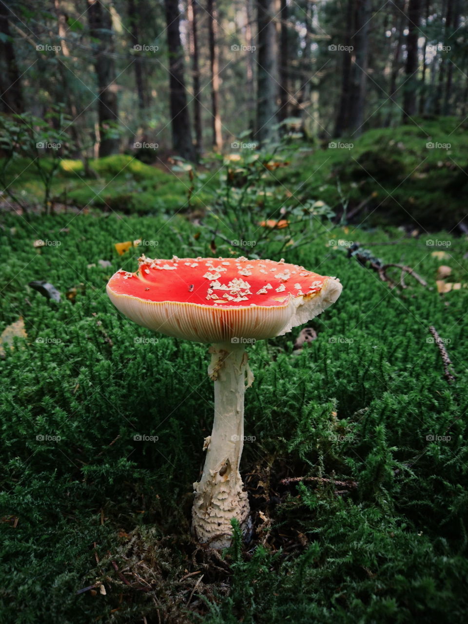 Fly agaric mushroom in the moss