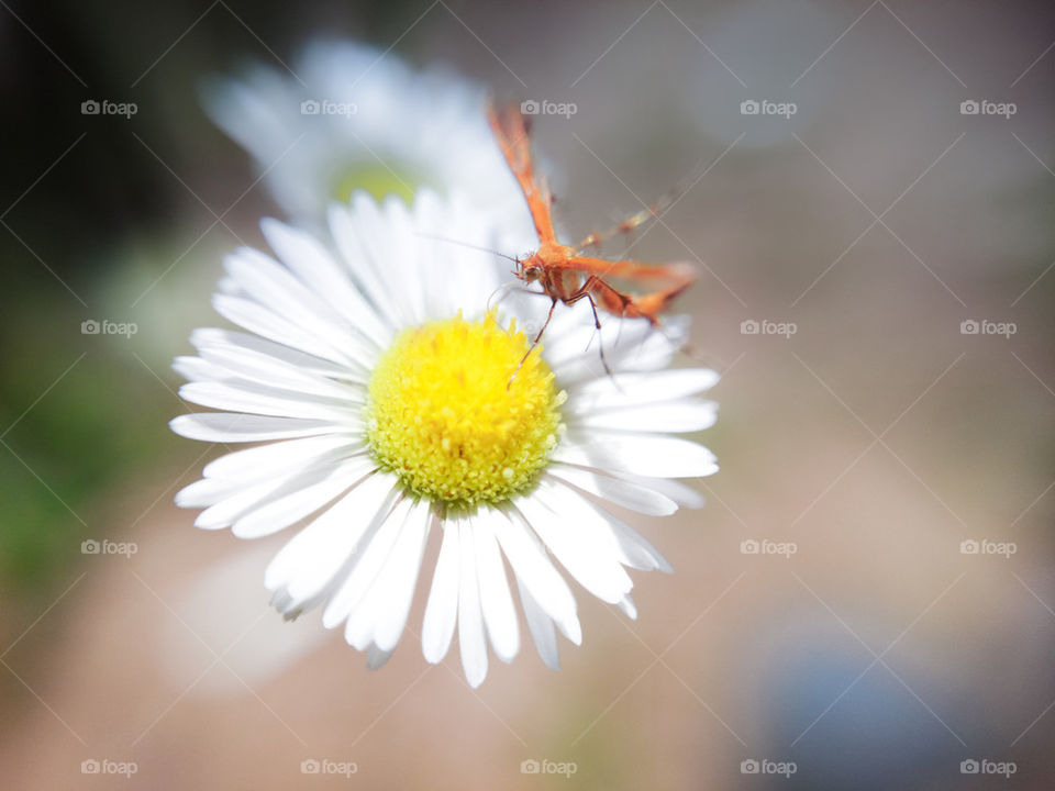 pollen & insect | flower 🌸 