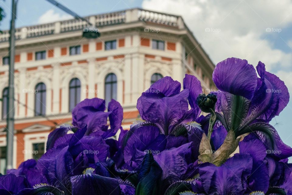 purple irises and Tenement House