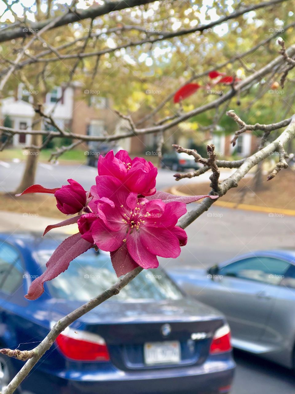 It is fall and leaves have already fallen off. Now suddenly, this is the only flower blooming on entire cranberry tree. I guess, it is because of weird weather pattern. 