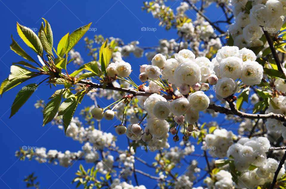 white blossom. in Cambridge