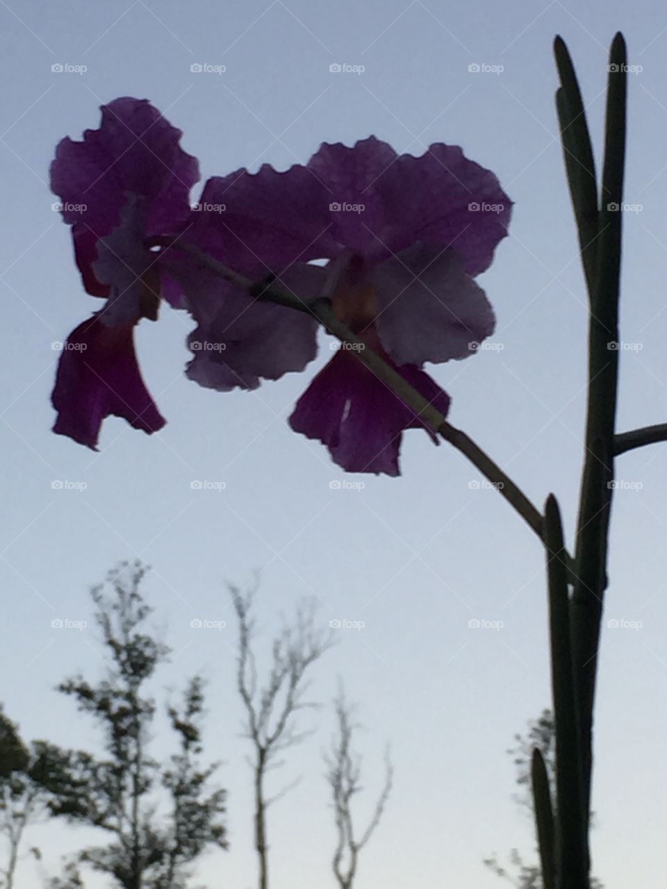 Orchid Silhouette 