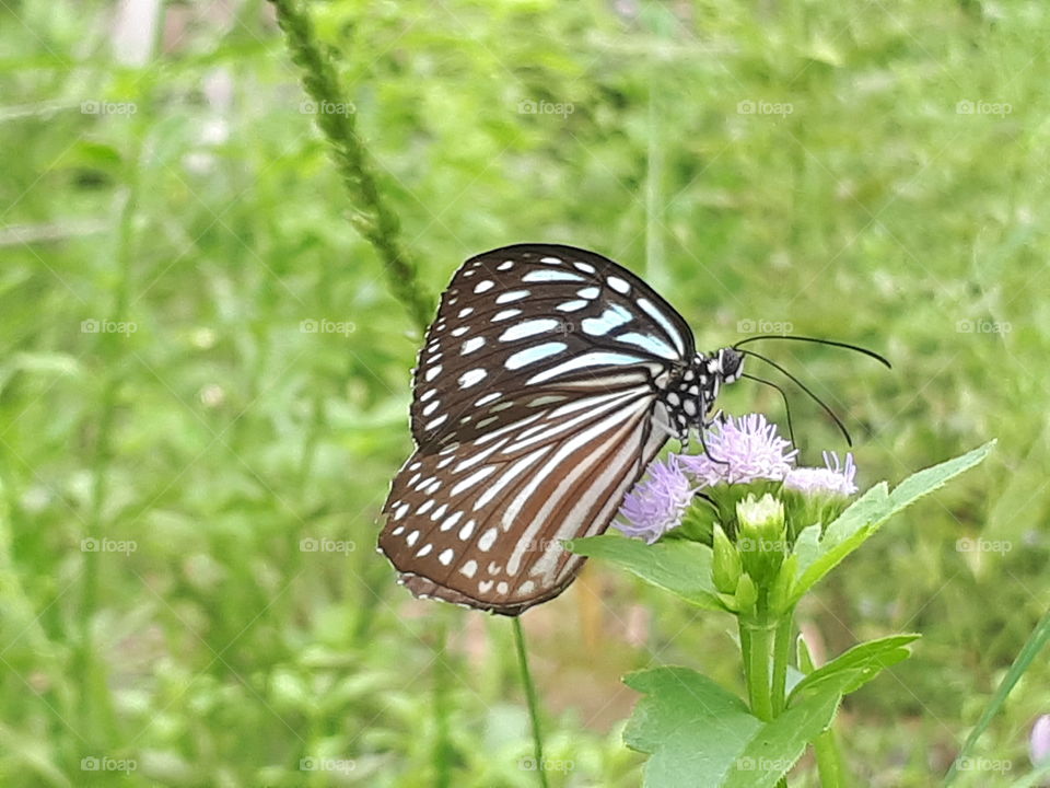 Butterfly rest on flower