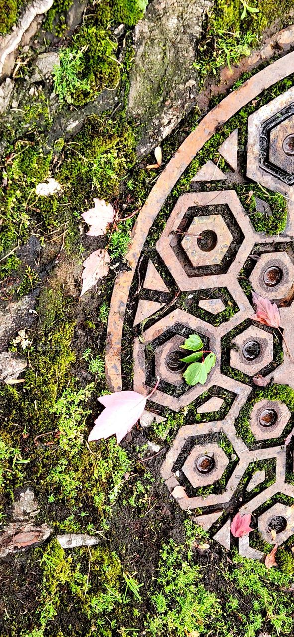 green moss growing on a metal ground cover with fallen leaves in Oregon during Autumn