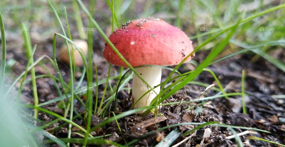 Wild mushroom in the backyard