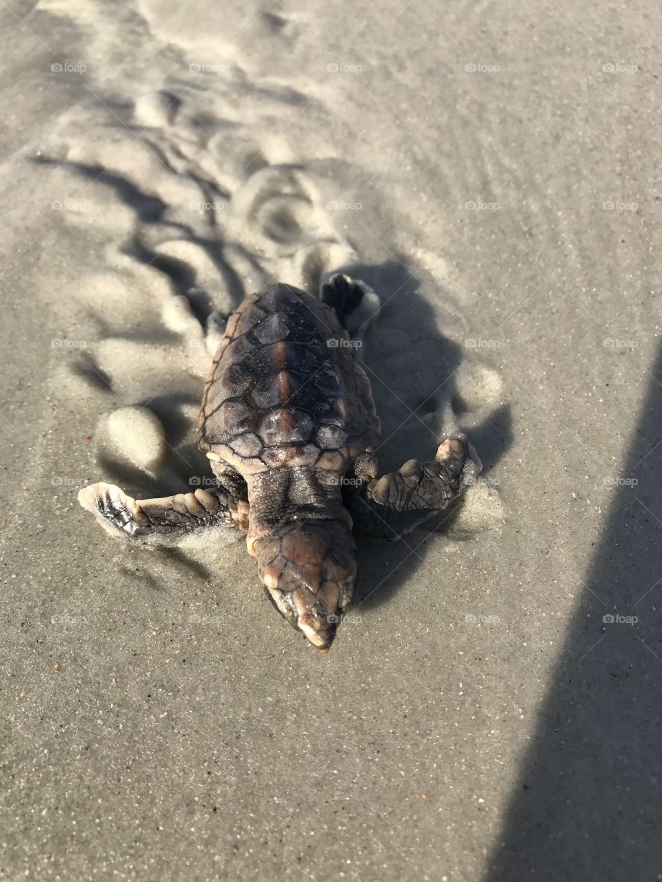 Baby loggerhead turtle trying to make it to the sea.
