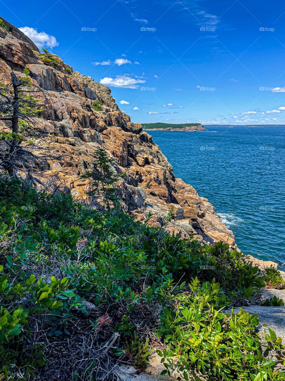 “Otter Cliffs.”  Sunlight kisses the rocky cliffs creating a myriad of colors at Acadia National Park.  These cliffs are popular with climbers and has a painterly-like quality to the landscape.