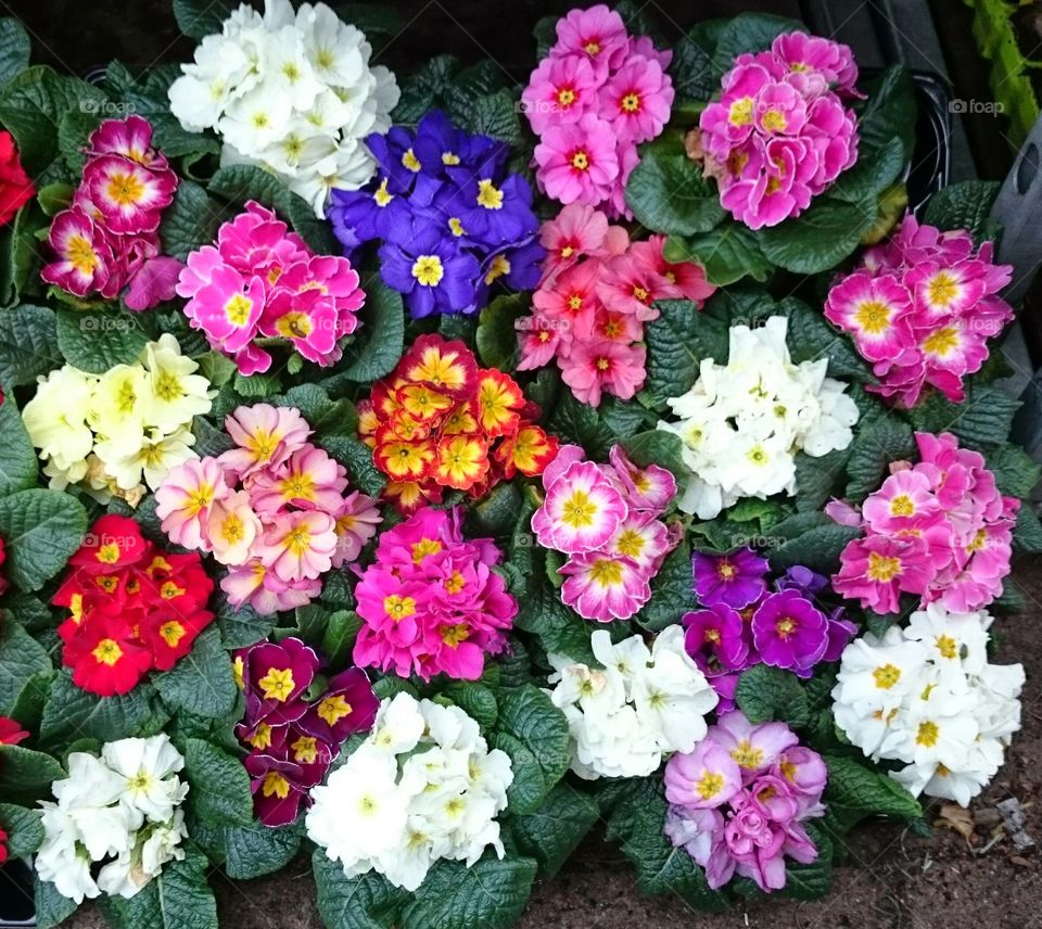 Primula spring flowers