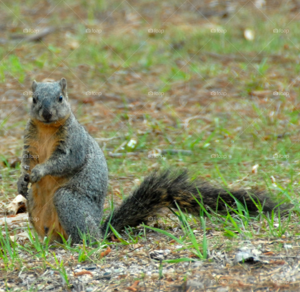 face grey animal squirrel by lightanddrawing