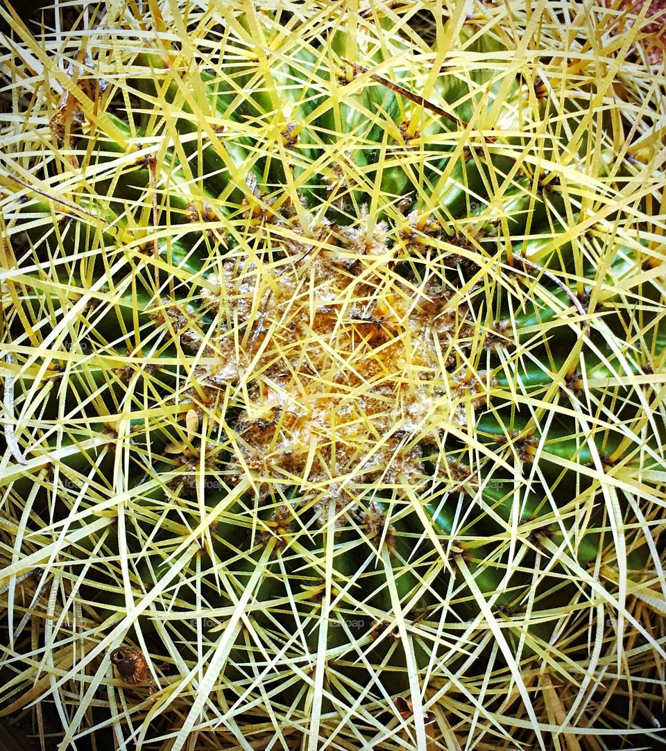 Spiky cactus 2, Tucson, Arizona