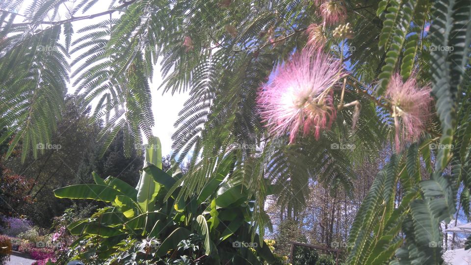 Mimosa or Silk Tree