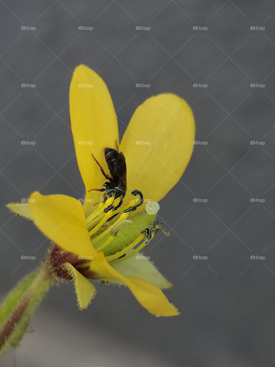A bee sucking some nectar on a beautiful flower
