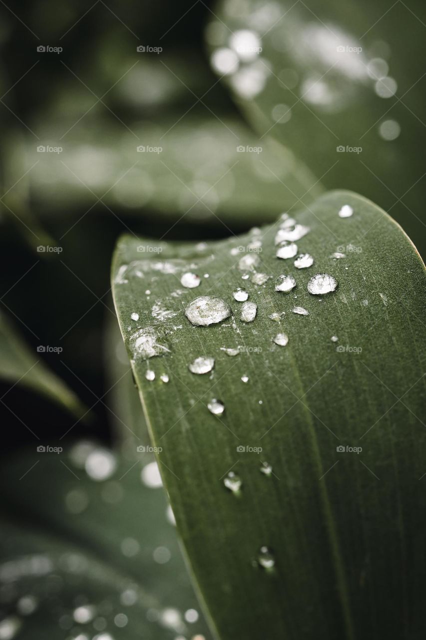 Closeup or macro of small water drops 