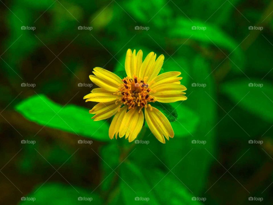 karisalankanni flower