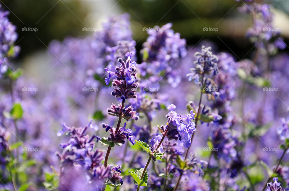 Close-up of lavender flowers