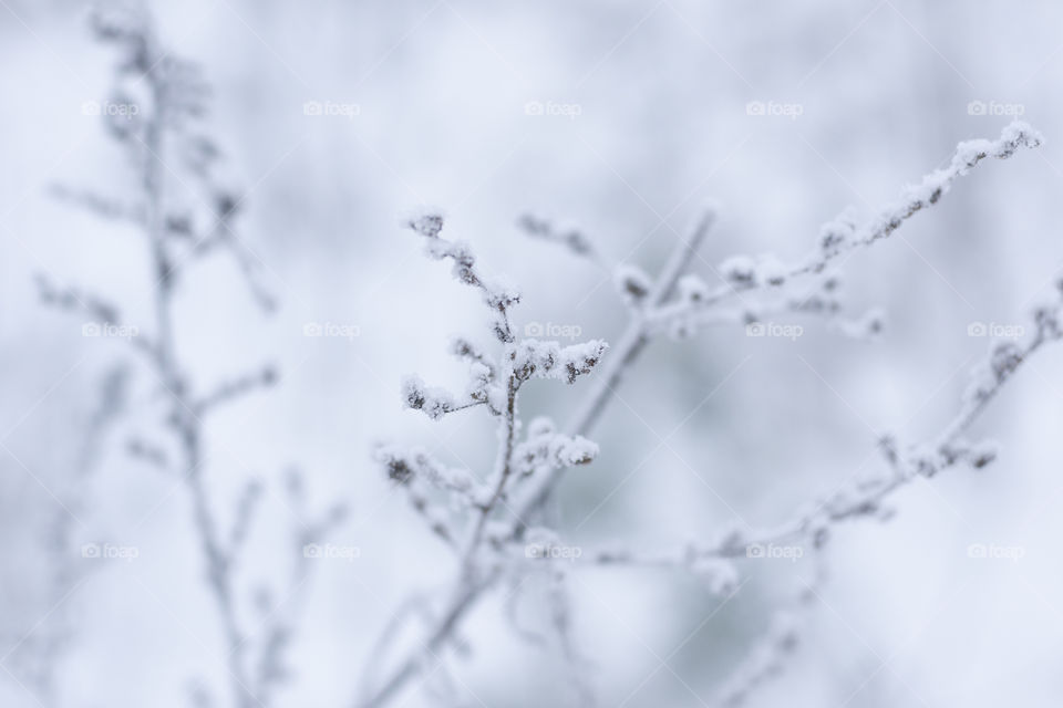 snowy branch