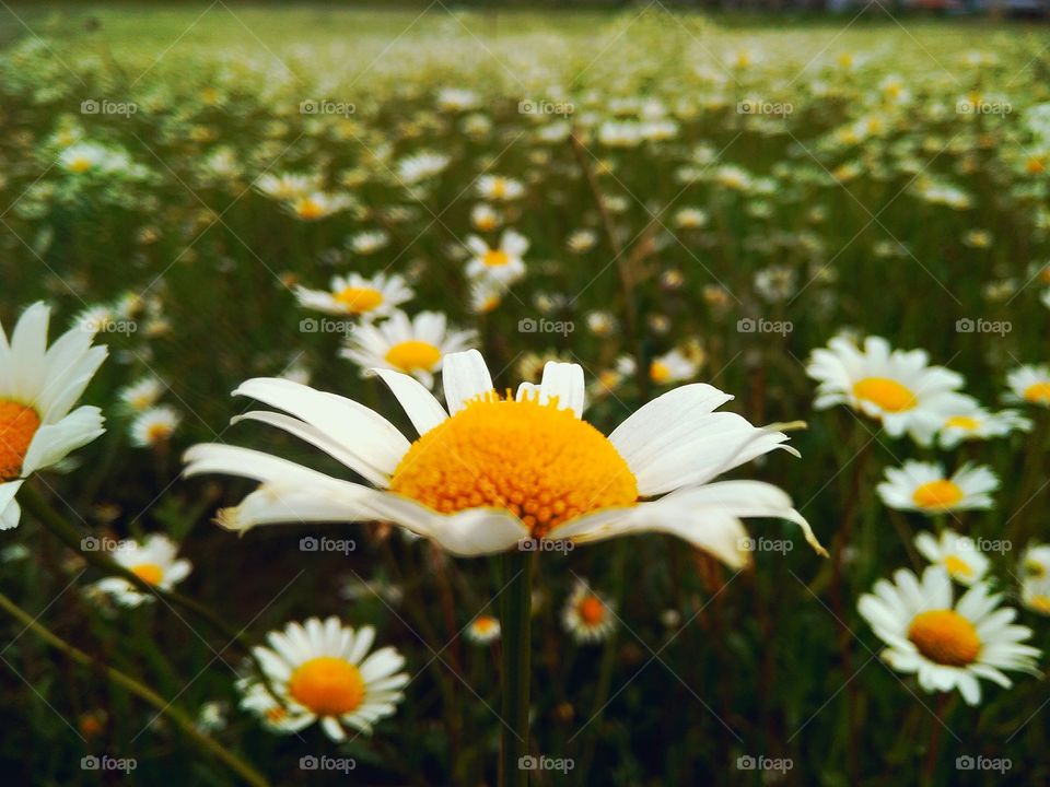 summer time by foaр missions,at the beginning of summer, daisies bloom wildly in the field, they are beautiful!