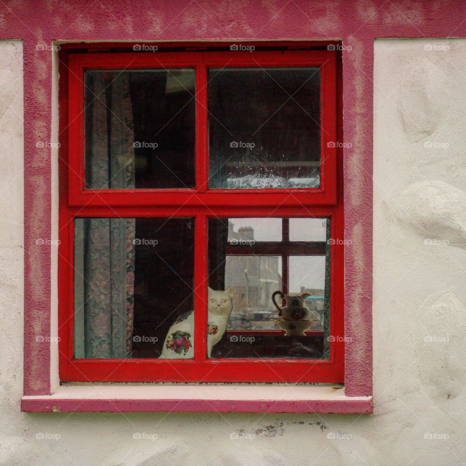 cat in the window