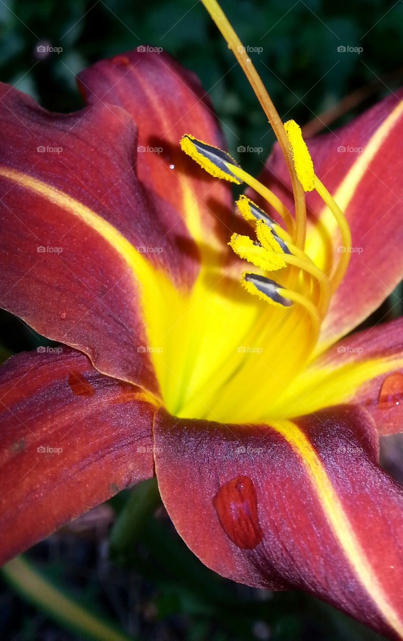 This Lily is both bold and beautiful.