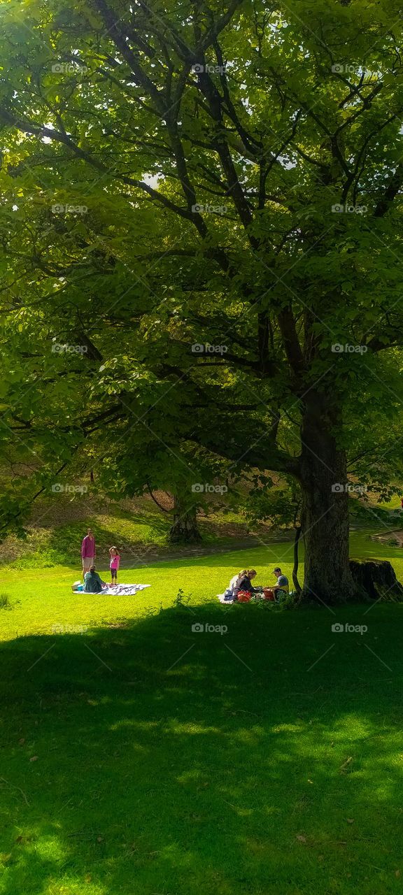 picnicking in the park