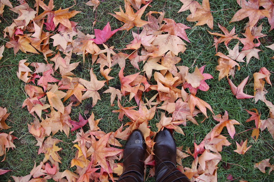 Beautiful red and orange colored fall leaves on ground