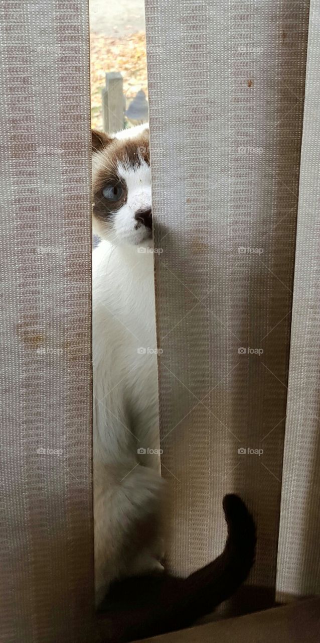 Peeking Cat