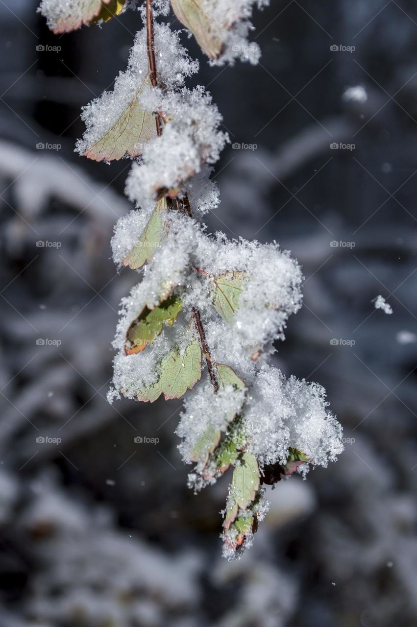 Twig with leaves under the snow.