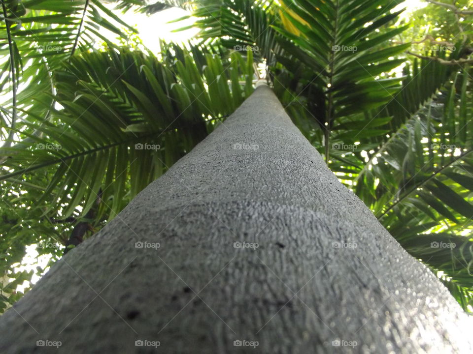 Rainforest Tree Trunk