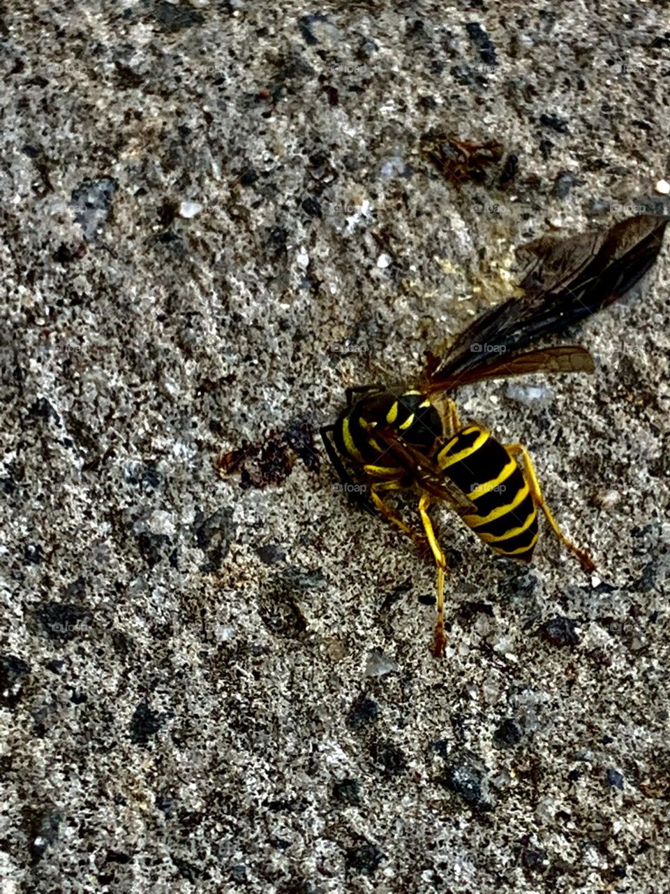 wasp