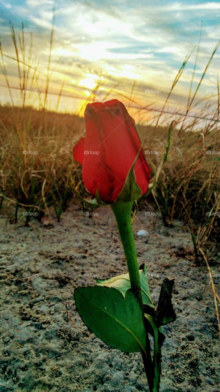 A single rose sticks out of the sand by the ocean