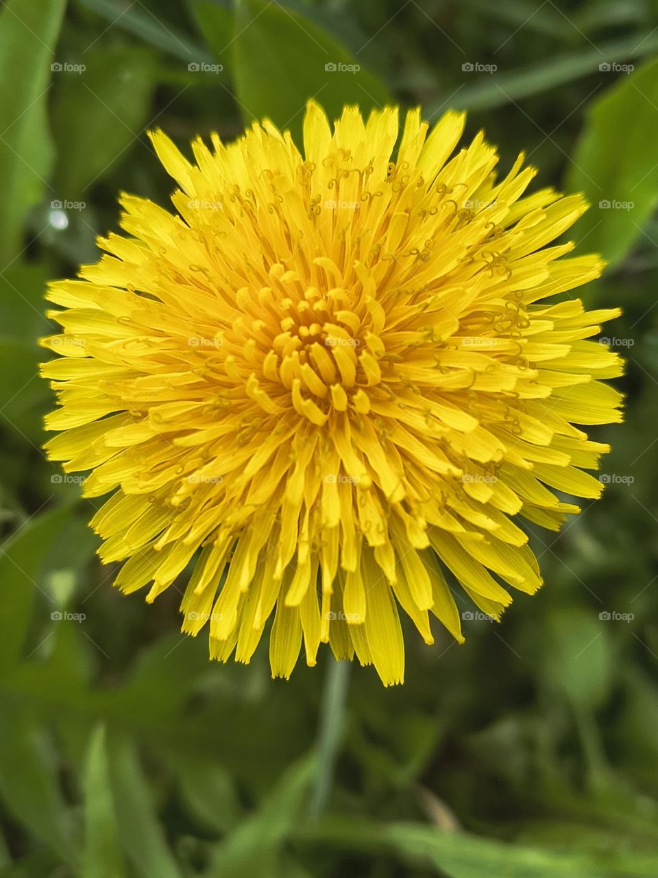 The delicate shimmer of morning 🌼