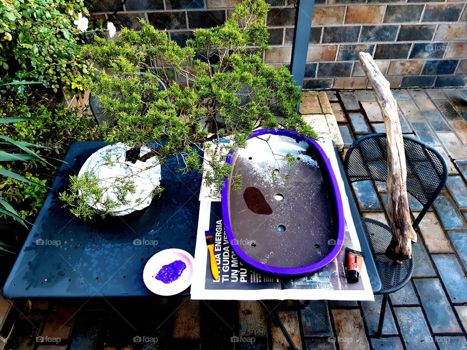 Tanuki Bonsai Setting Up: tree, pot, trunk found on Lago Maggiore Shores